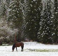 Спасиха бедстващи коне в Осоговската планина