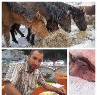 Прокуратурата започна проверка за изоставените коне в Осогово