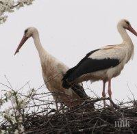 Лавина от сигнали за бедстващи щъркели в Бургаско