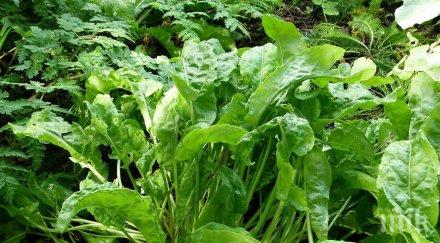 полезно киселецът помага пролетната умора