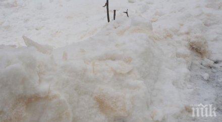 сахара оцвети снега разград снимки