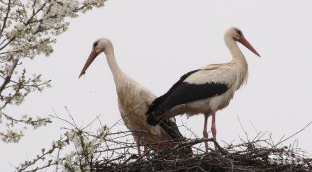 лавина сигнали бедстващи щъркели бургаско