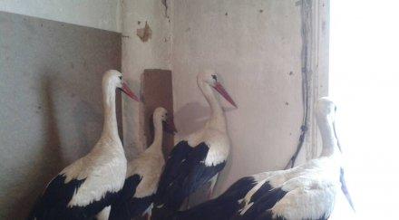 пускат спасените замръзване щъркели отново свобода