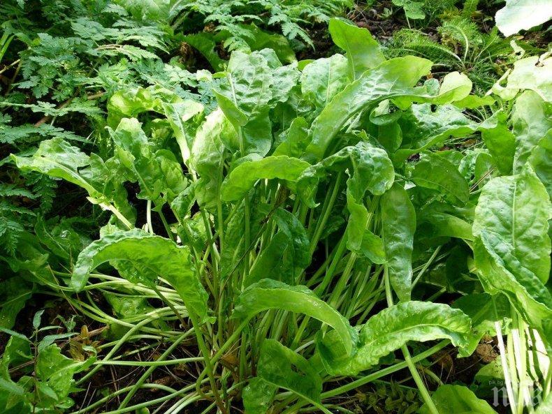 ПОЛЕЗНО! Киселецът помага срещу пролетната умора