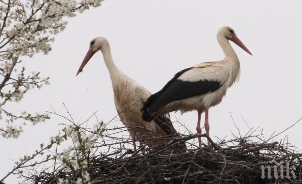 Лавина от сигнали за бедстващи щъркели в Бургаско