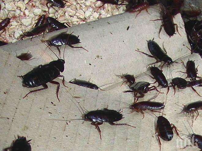 ОТКРИТИЕ! Ето защо не можем да убием хлебарките