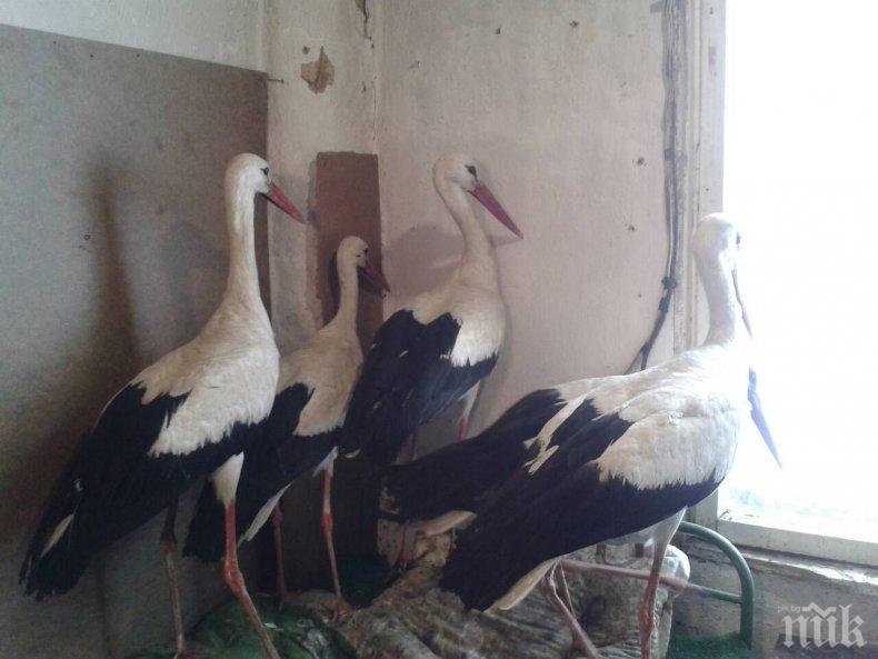 Пускат спасените от замръзване щъркели отново на свобода