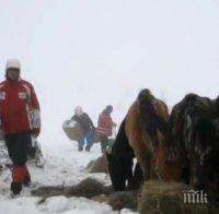 Доброволци с нов опит да помогнат на бедстващите коне в Осоговската планина