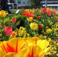 Пловдив става райска градина с 3 милиона цветя