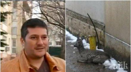 доброто нас цветелин разказа спасил сърната озверелите кучета