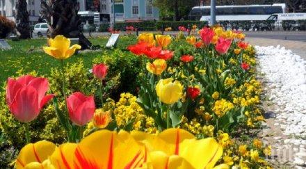 пловдив става райска градина милиона цветя