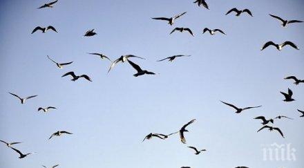 белгийски град тръгва война чайките