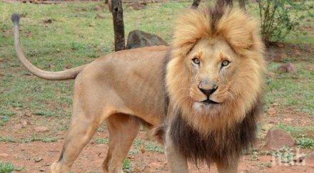 лъвът асен вече холандия