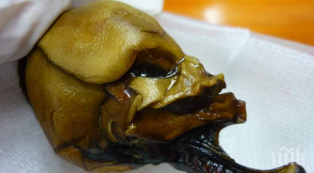 шокираща находка мумия извънземно малечка палечка пустинята атакама видео снимки