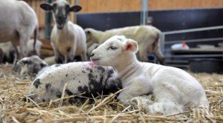 парадокс гръцките агнета евтини нашите