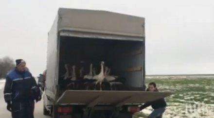 пуснаха свобода щъркела спасени студа видео