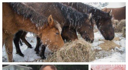 конеубиецът пищалов наглее виновни смъртта животните