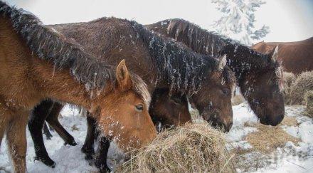 трагедията осоговската планина конете руен продължават мрат живи останаха