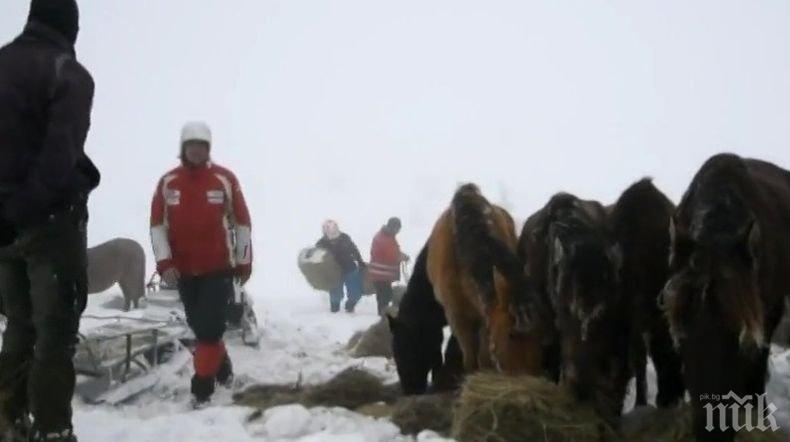 Доброволци с нов опит да помогнат на бедстващите коне в Осоговската планина