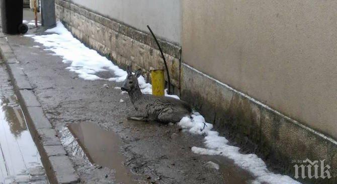 Софиянец спаси сърна от озверели кучета в Бояна