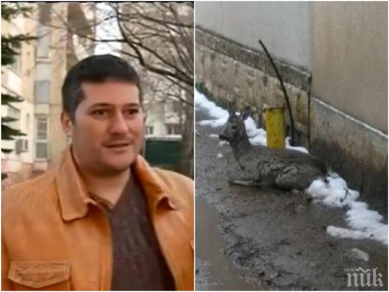 ДОБРОТО В НАС! Цветелин разказа как е спасил сърната от озверелите кучета