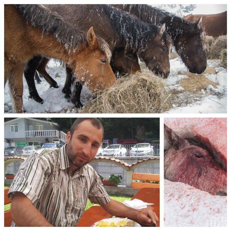 Почина кобилата с изкълваните от гарвани очи под връх Руен (СНИМКА)