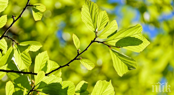 Откриват Седмицата на гората в Кюстендил на 30 март