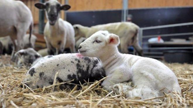 ОТКАЗ ОТ МРЪВКИТЕ: COVID-19 спаси живота на гергьовски агнета в Пловдив