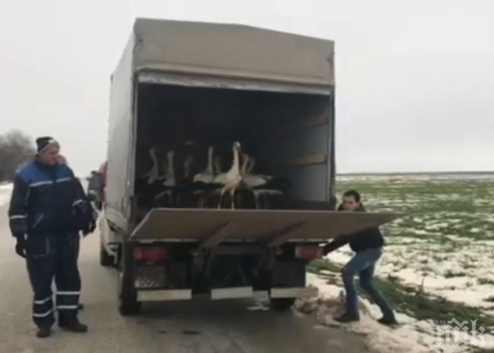Пуснаха на свобода 77 щъркела, спасени от студа (ВИДЕО)