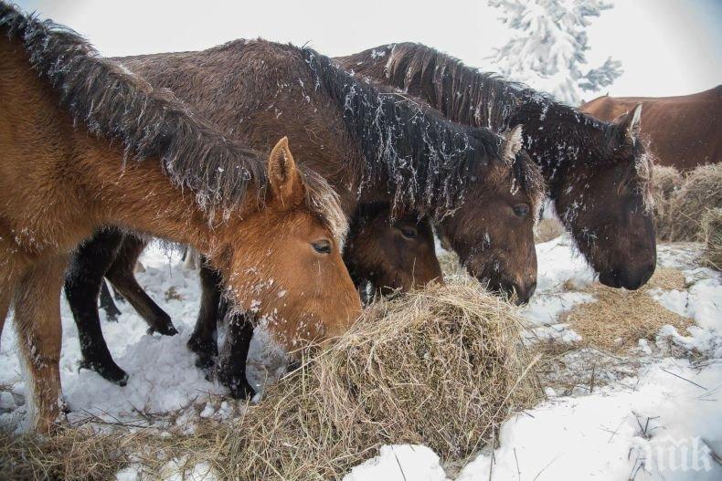 ТРАГЕДИЯТА В ОСОГОВСКАТА ПЛАНИНА! Конете под Руен продължават да мрат! Живи останаха 26