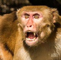 Макак отвлече бебе и го уби