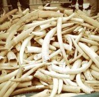 Великобритания забранява търговията с предмети от слонова кост