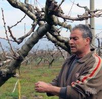 В Сливенско останаха без ранни праскови тази година