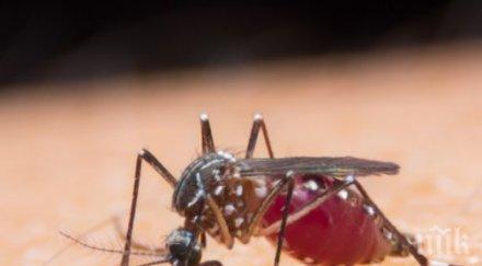 уникално откриха таблетката убива комарите