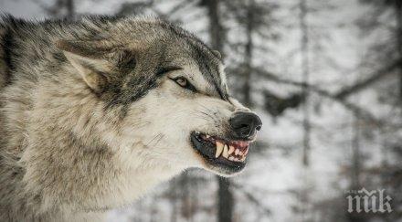 вълци кучета разкъсаха седем овце шуменско