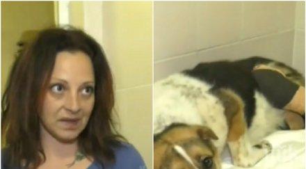 случва кучето мими изрод отряза лапите снимки