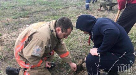 засадиха 1000 фиданки варненско навръх цветница