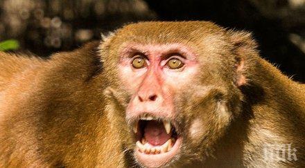 макак отвлече бебе уби