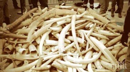 великобритания забранява търговията предмети слонова кост