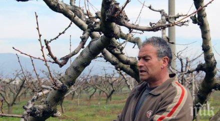 сливенско останаха без ранни праскови година