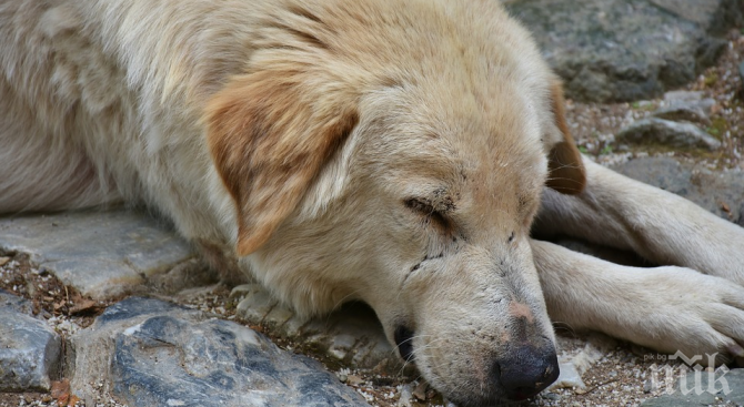 Потрес! Изверг застреля куче във врачанско село