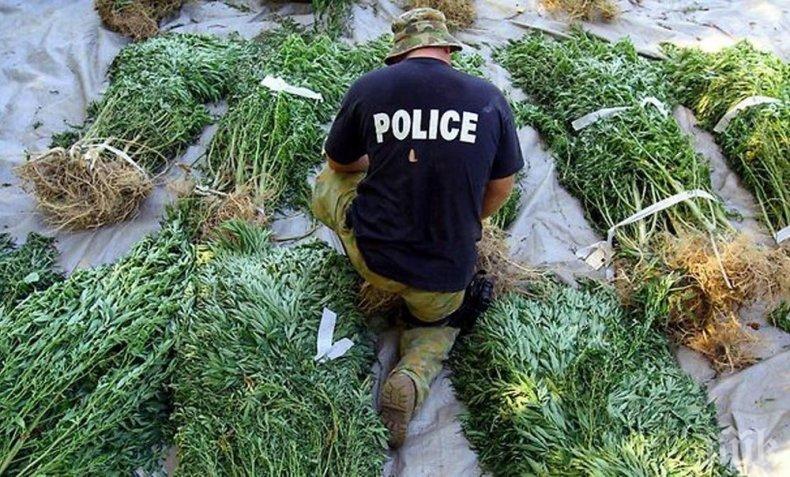 Албански ченгета прецакаха сделка с 630 килограма марихуана