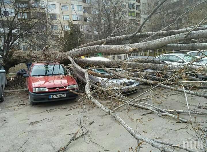 Ураганен вятър обръсна Вършец и Берковица