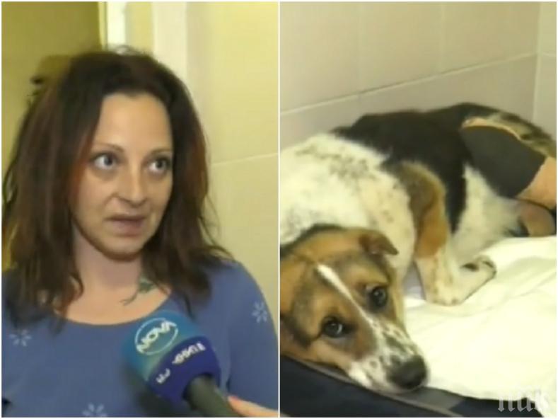 Ето какво се случва с кучето Мими, на която изрод отряза лапите (СНИМКИ 18+)
