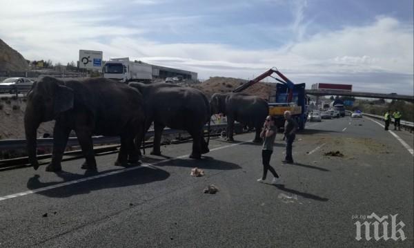 Камион със слонове катастрофира на магистрала в Испания (ВИДЕО)