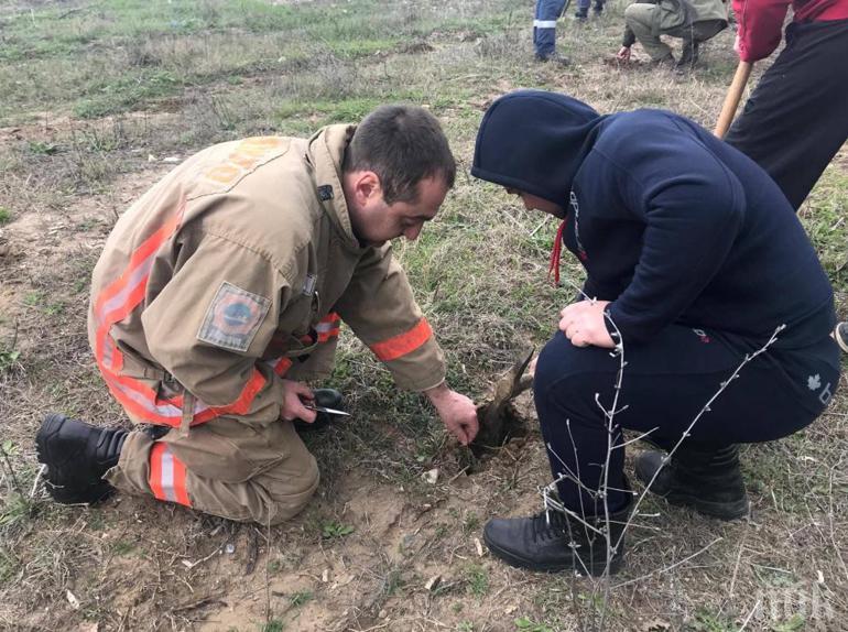 Засадиха 1000 фиданки във Варненско навръх Цветница