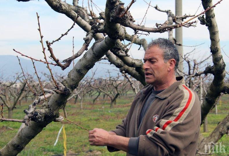 В Сливенско останаха без ранни праскови тази година