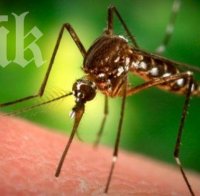 Опасност от атака на тигров комар в Пловдив
