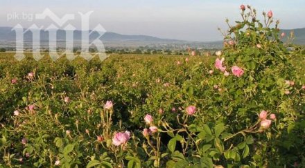 слаба реколта удря производителите рози