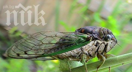 гигантски миролюбиви буболечки връхлитат сащ